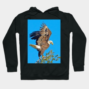 Bald Eagle Preparing for Flight Hoodie